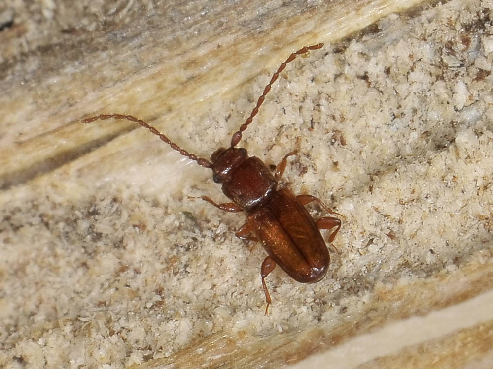 Laemophloeidae- Placonotus testaceus